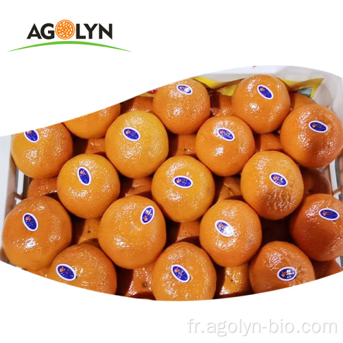 Oranges de mandrin doux juteux frais